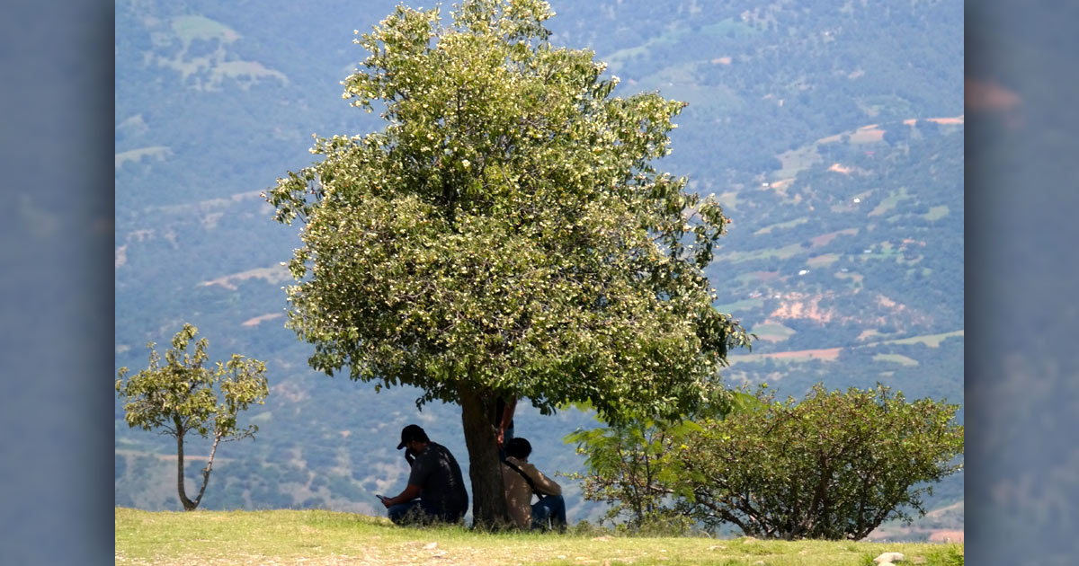 Two men sitting under a tree